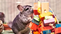 Како да се игра со chinchilla, кои играчки се потребни